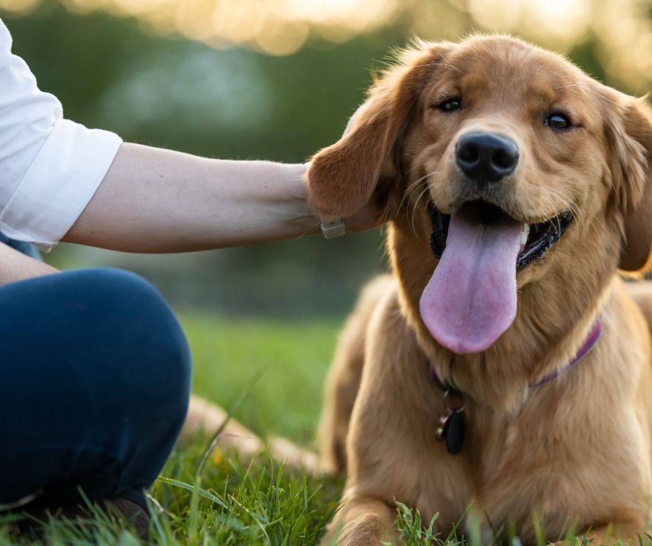 Golden retriever dog being pet by a person in a grassy outdoor setting, smiling with tongue out.