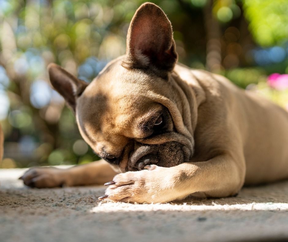 French Bulldog with tan fur, resting and licking its paw.