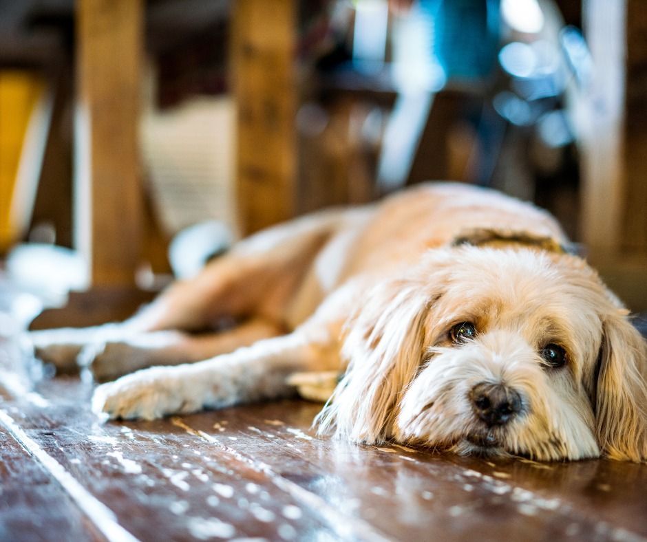 Fluffy tan and white dog lying on wooden floor, looking towards the viewer with a weary expression.
