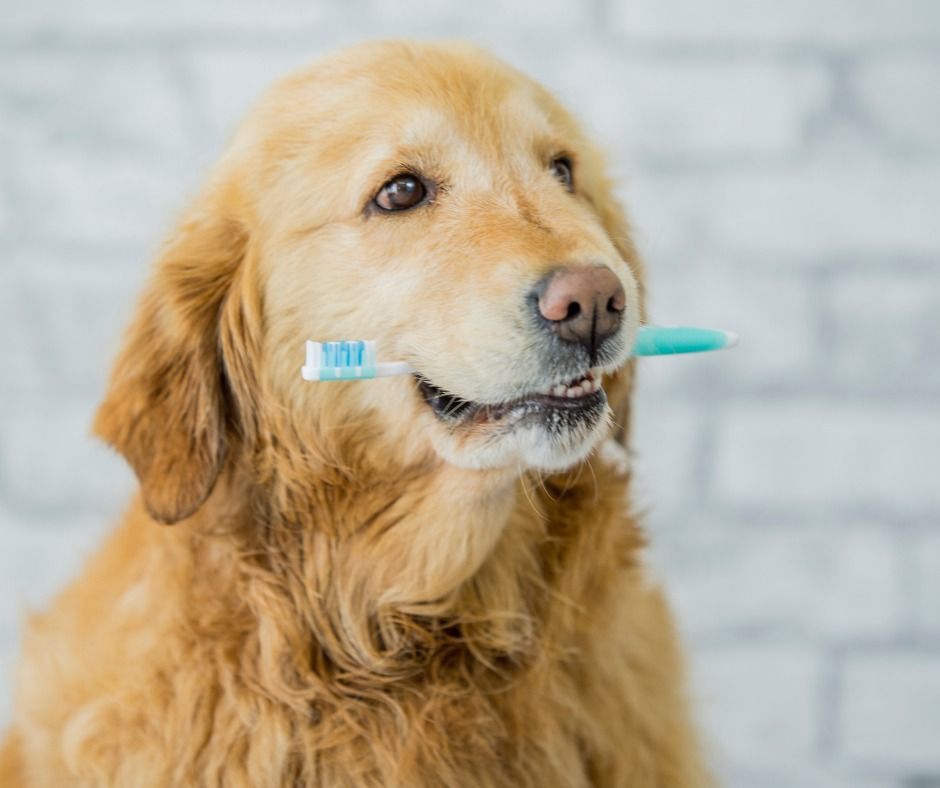 Golden retriever dog holding a toothbrush in its mouth in front of a white brick wall.