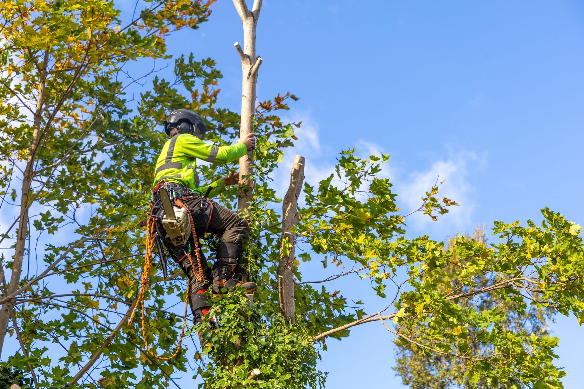 AAA Tree Service