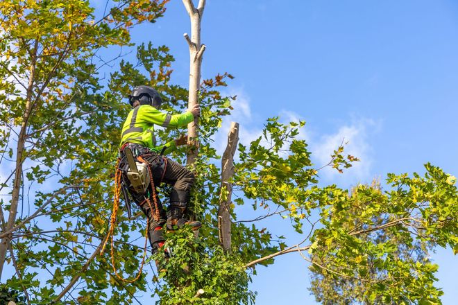 AAA Tree Service