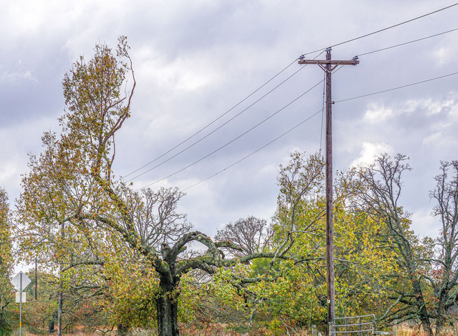 AAA Tree Service
