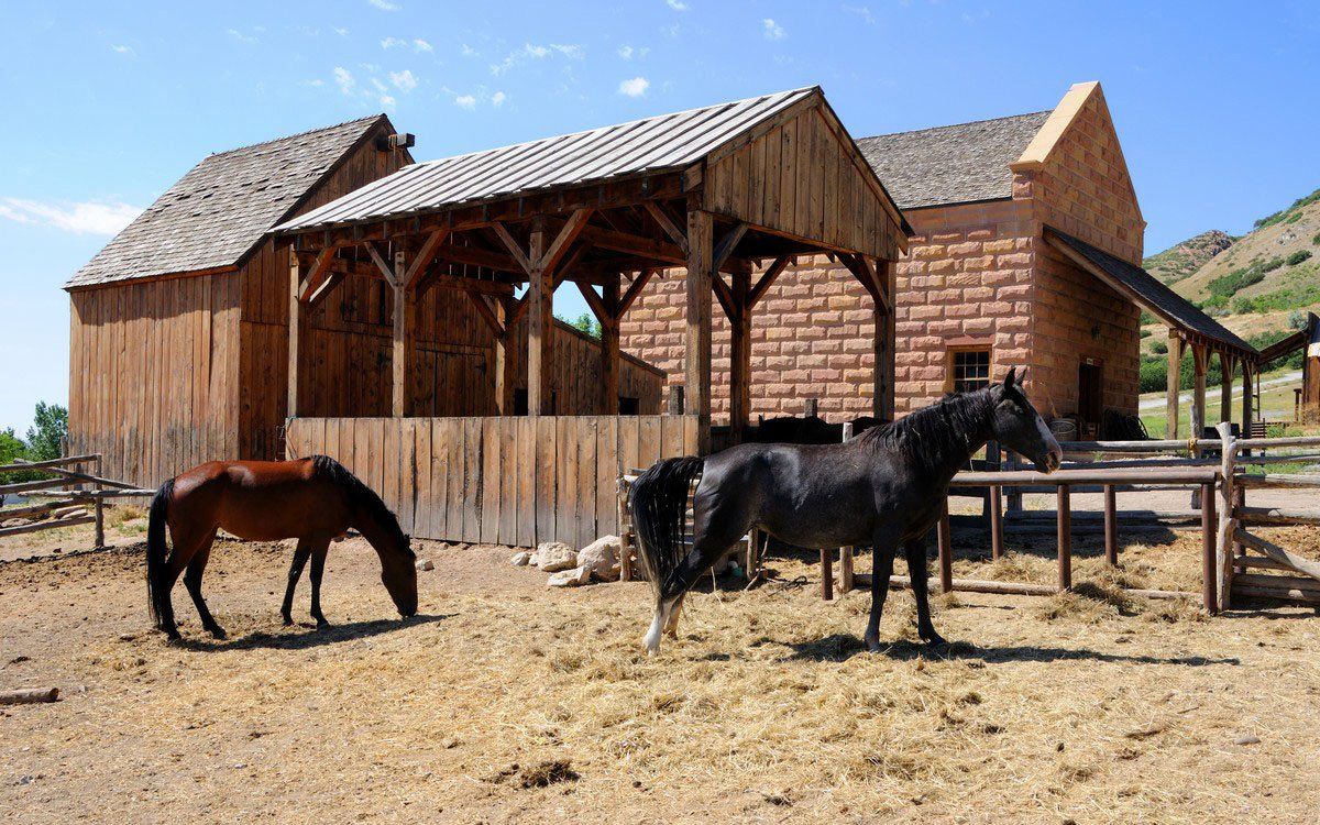 Horse manure removal