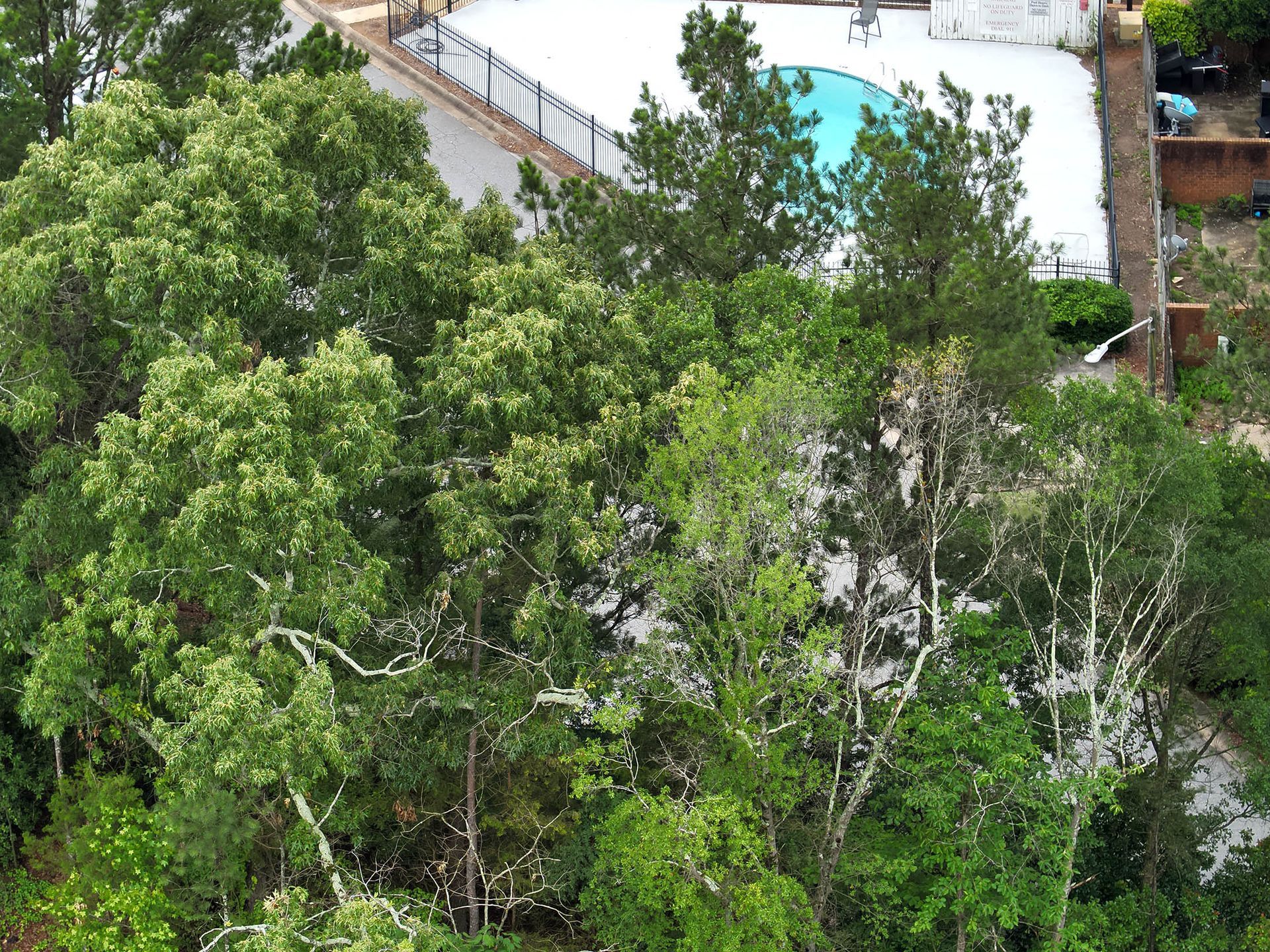 Trees in various shades of green surround a pool with white decking.