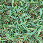 Crabgrass