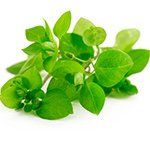 Chickweed
