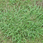 Dallisgrass