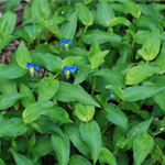 Dayflower