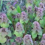 Henbit