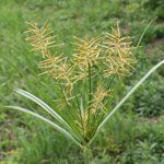 Nutsedge