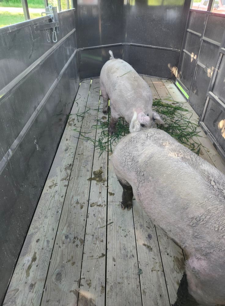 Two sheep eating grass inside a wooden trailer.