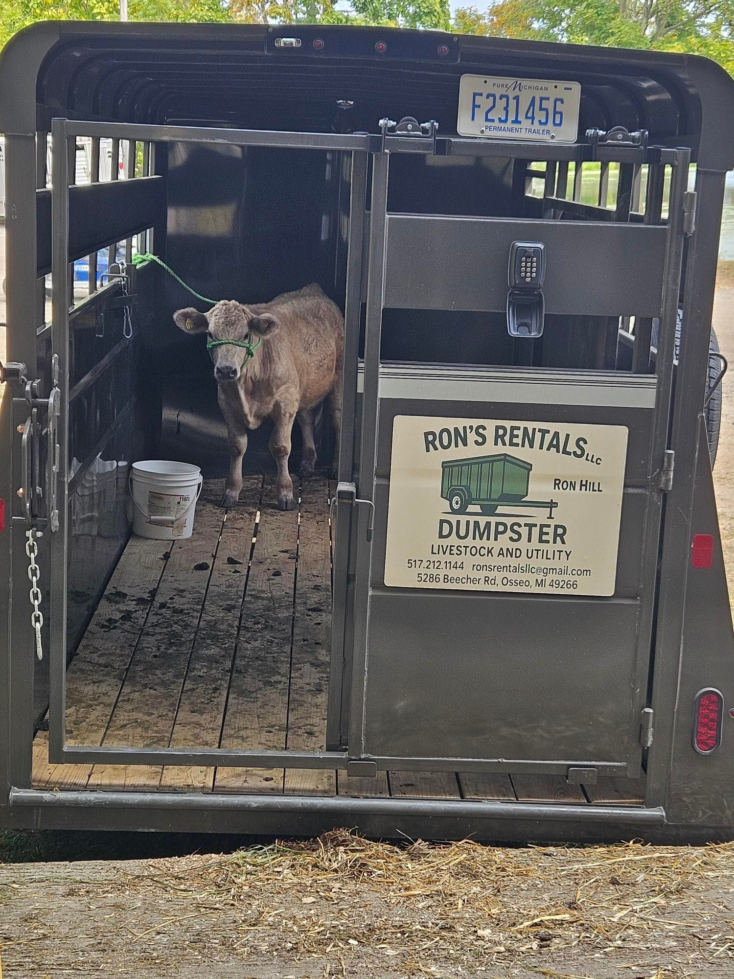 Cow in a trailer; Ron's Rentals sign visible.