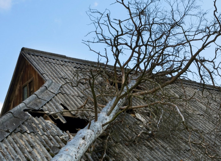 A leafless tree has fallen onto the corrugated roof of a wooden house, causing visible structural damage.