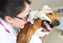 Dog having teeth checked
