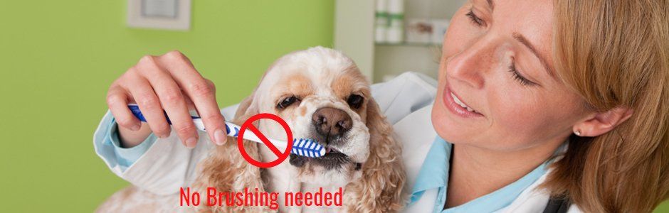 Dog having teeth brushed