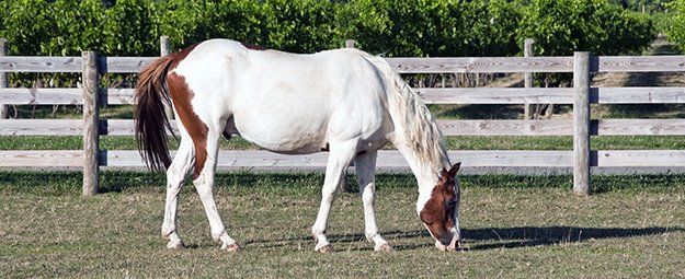 Horse Insurance Application Forms Excalibur Insurance Agency