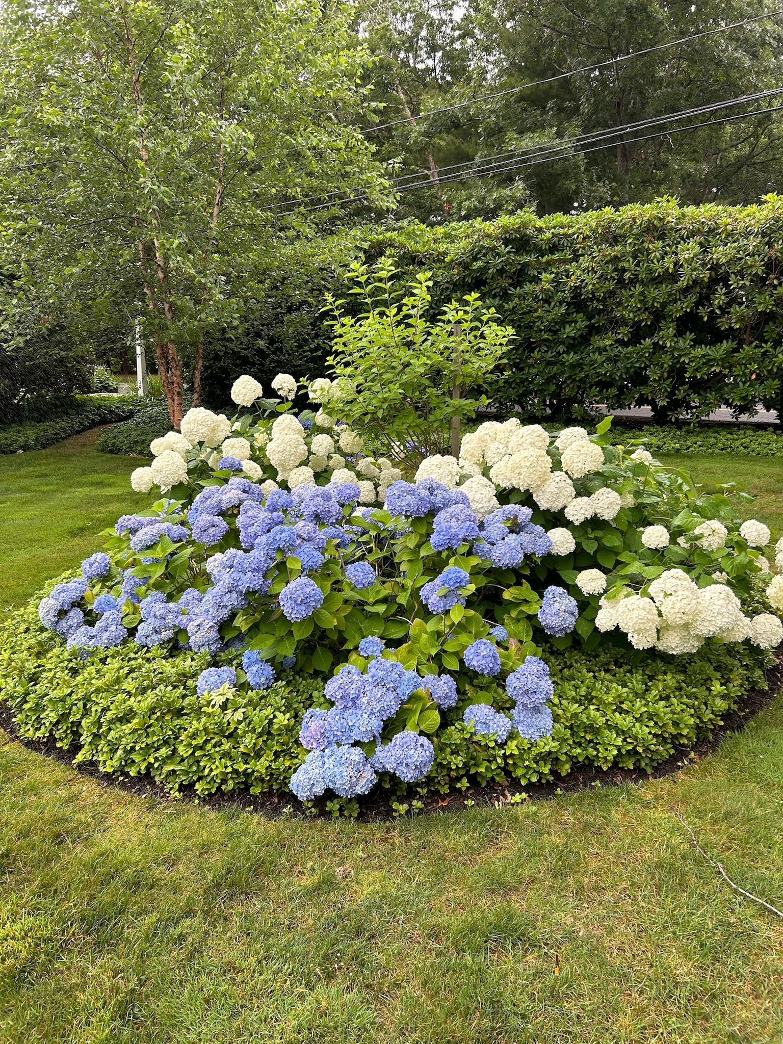 A garden filled with blue and white flowers and trees