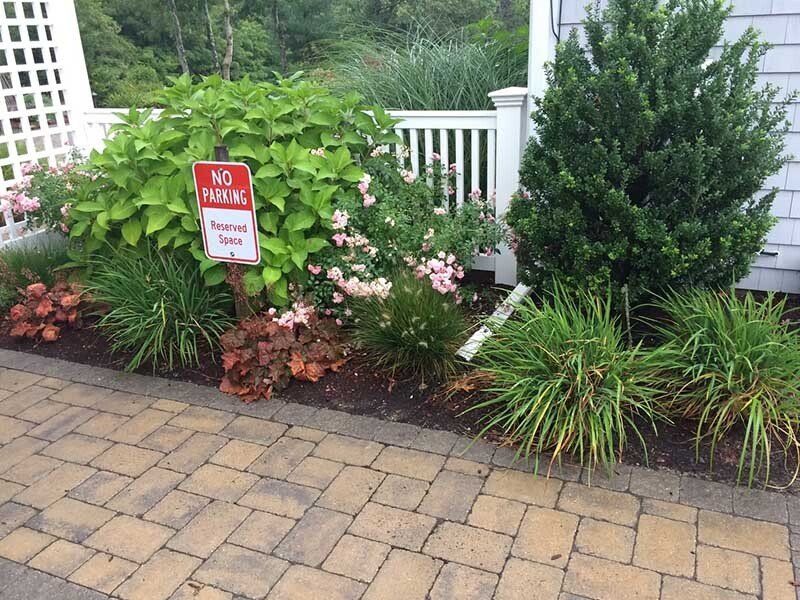 A garden filled with blue and white flowers and trees