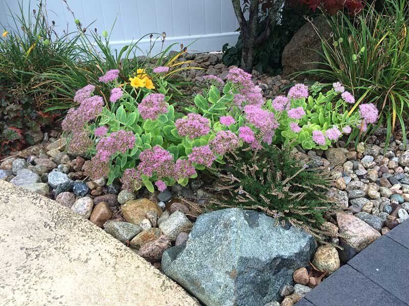 A garden with pink and yellow flowers and rocks