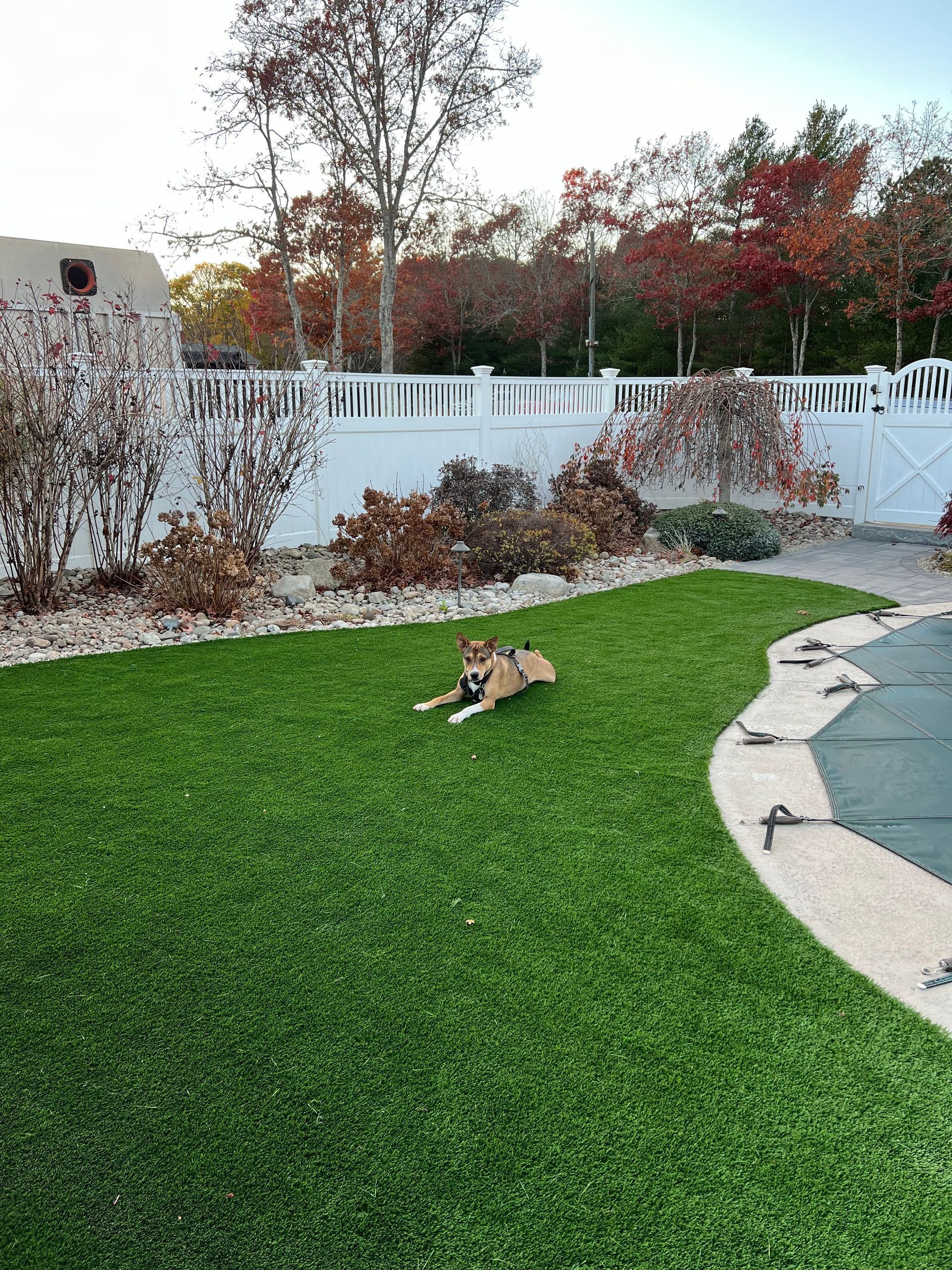 A dog is laying on top of a lush green lawn next to a pool