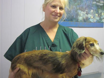 Animal surgery | Blauvelt, NY | Rockland Holistic Veterinary Care PC | 845-348-7729