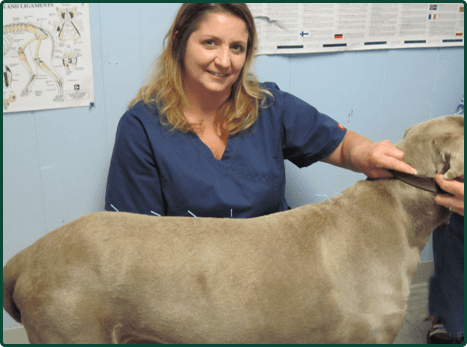 Animal health | Blauvelt, NY | Rockland Holistic Veterinary Care PC | 845-348-7729