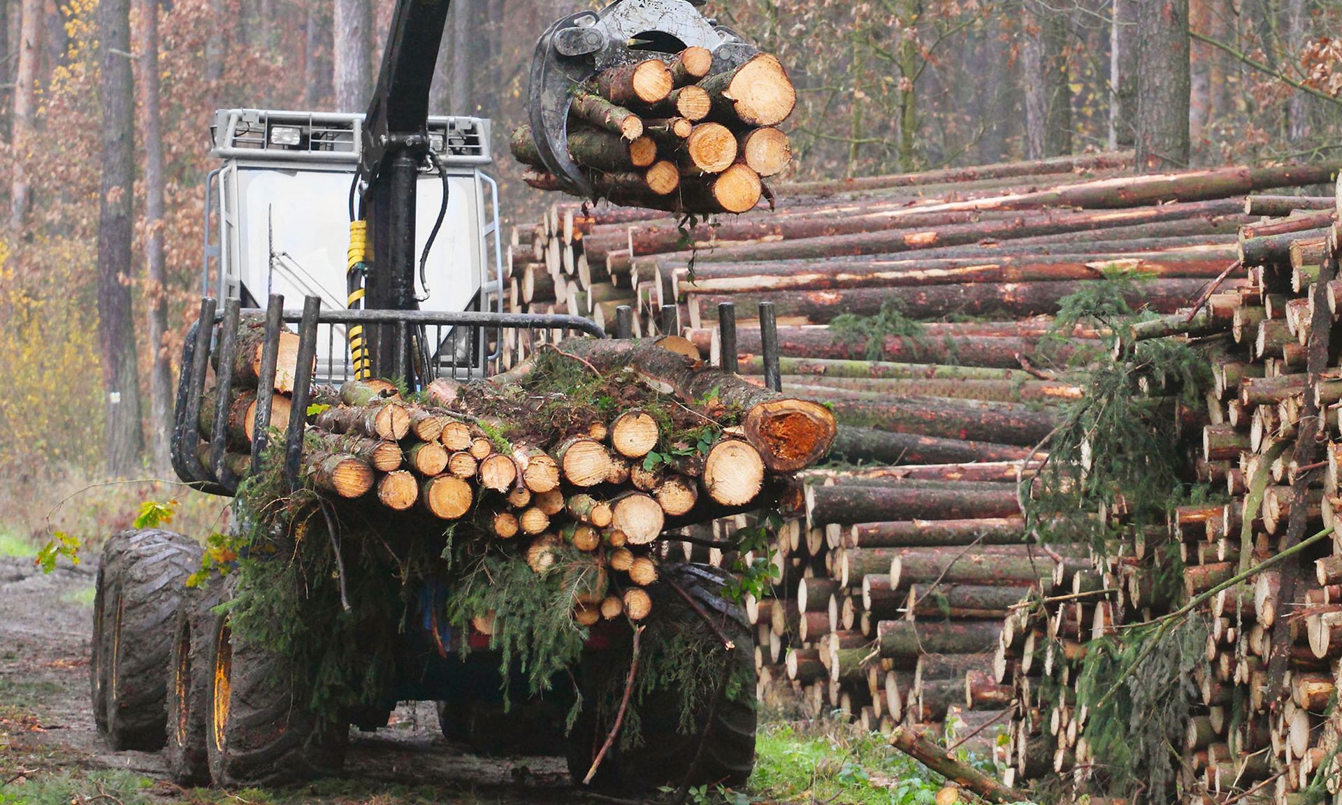 A tractor is carrying a large pile of logs in a forest.