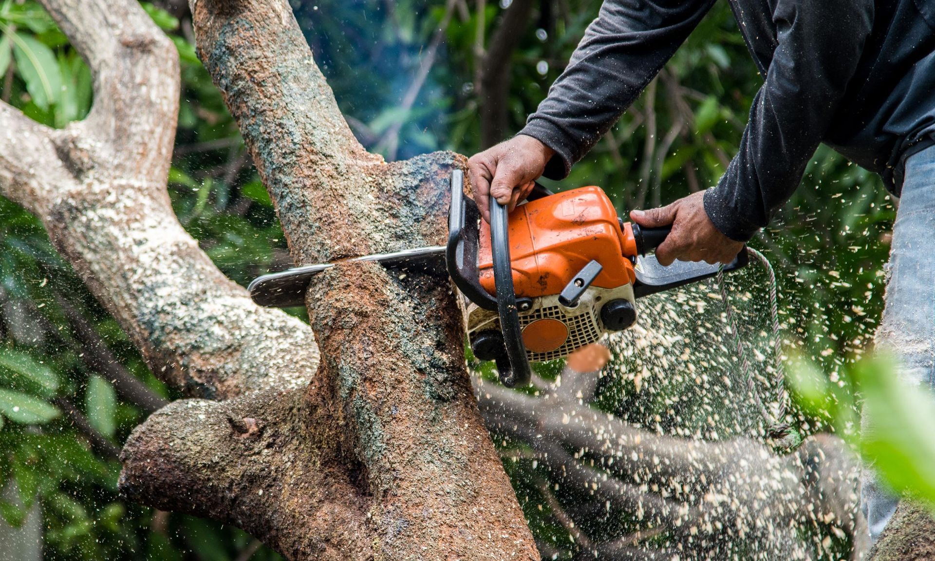 A man is cutting a tree with a chainsaw.