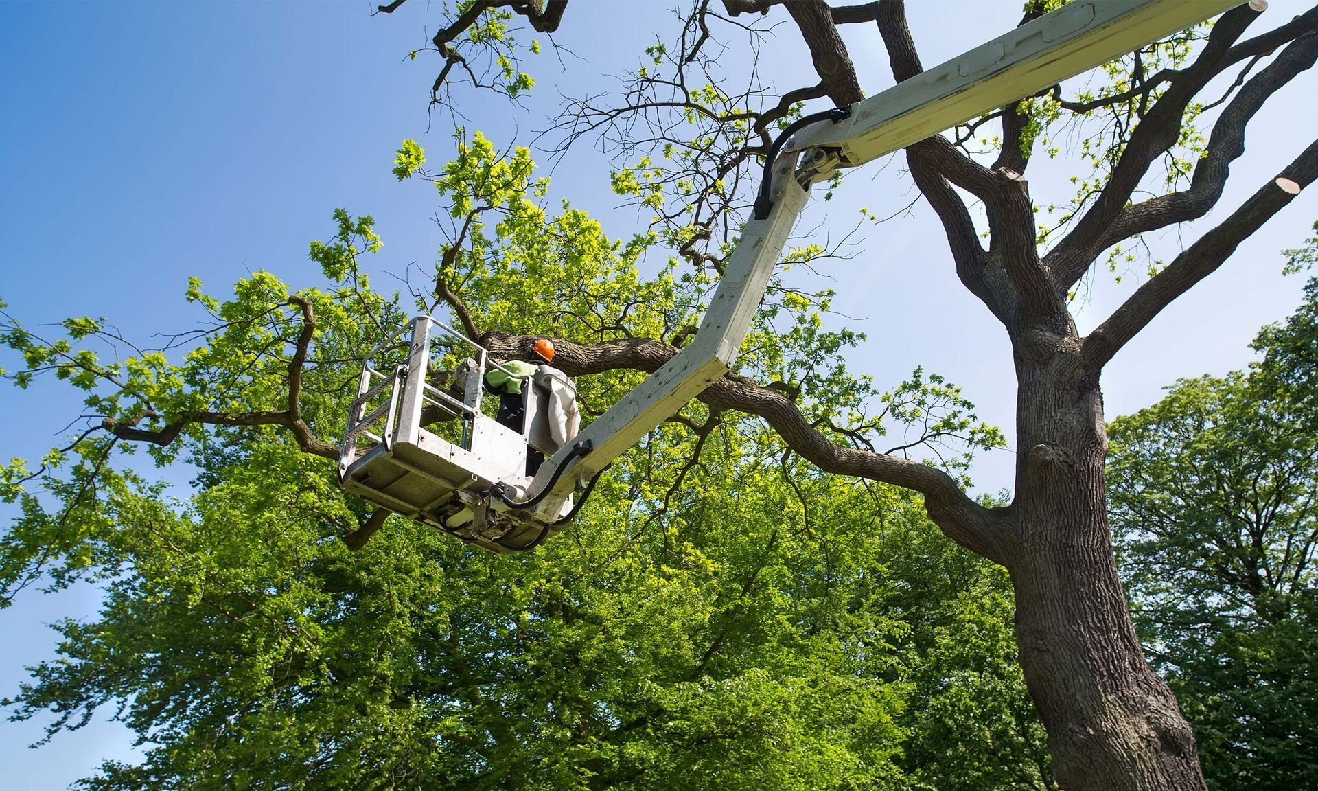 Best Dead Tree Removal in Portland, Oregon: Top Companies Reviewed thumbnail