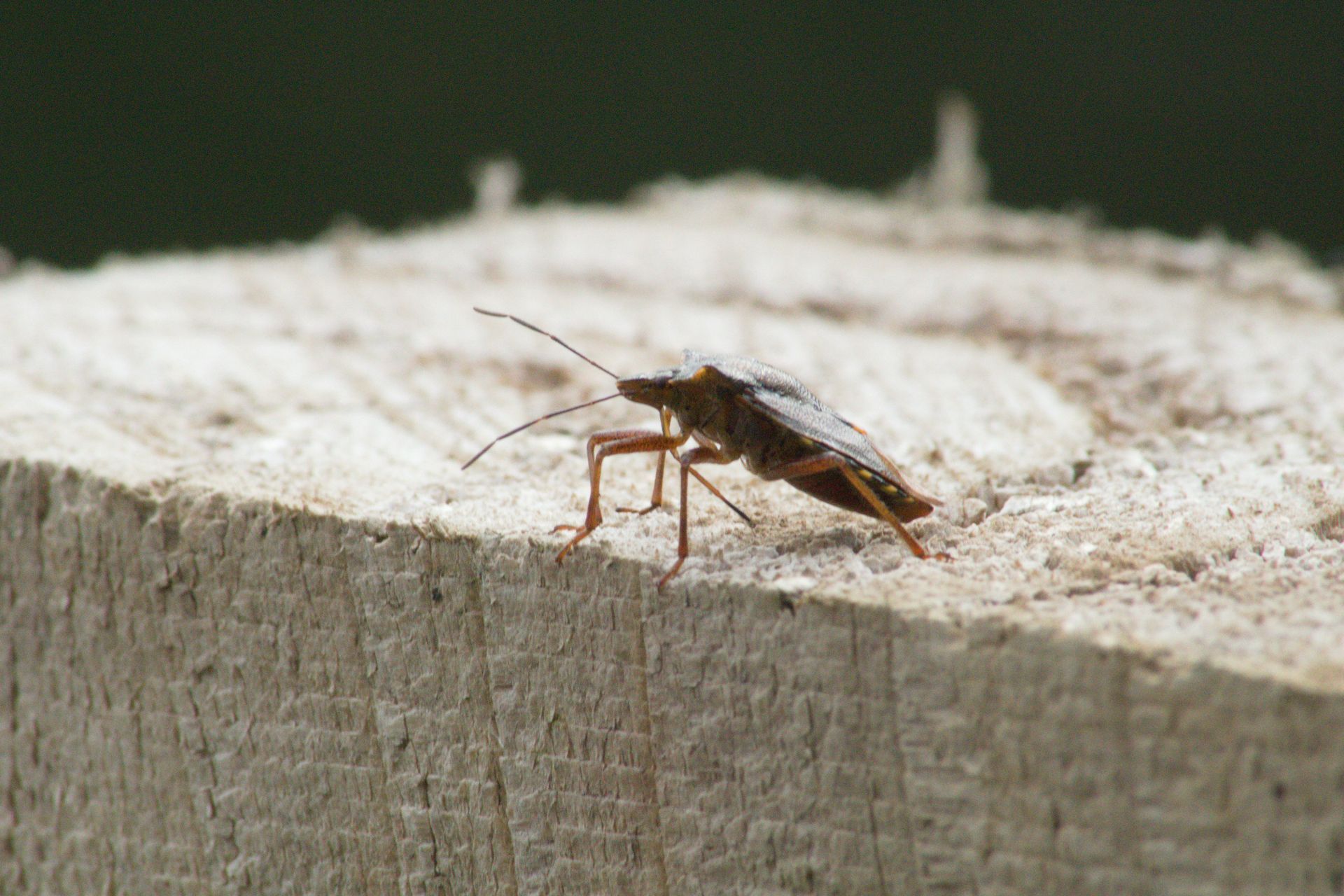 This blog post breaks down 7 common pest control myths — from the “clean homes don’t get bugs” myth 