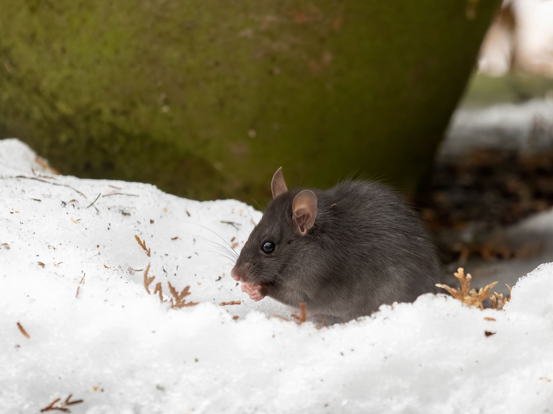 Winter Pest Control Tips for Mason, Ohio | Bug-A-Pest