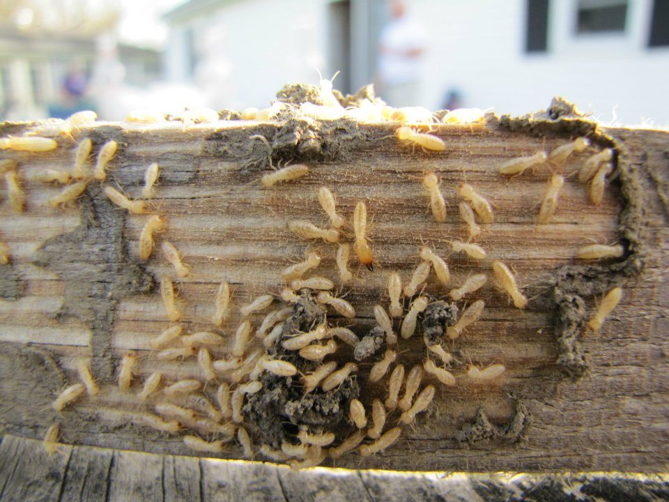 Termite Control Mason