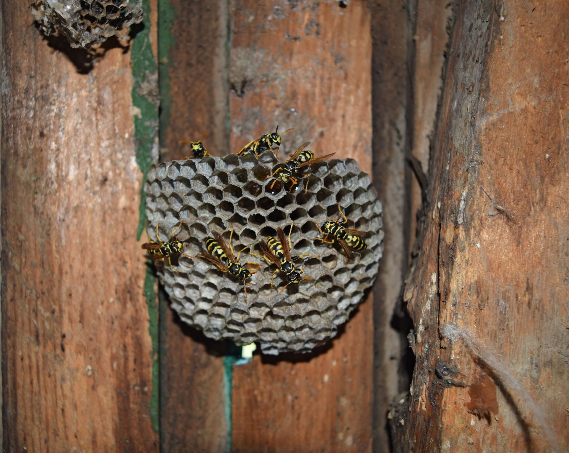 Hornets Nest in Maineville Ohio