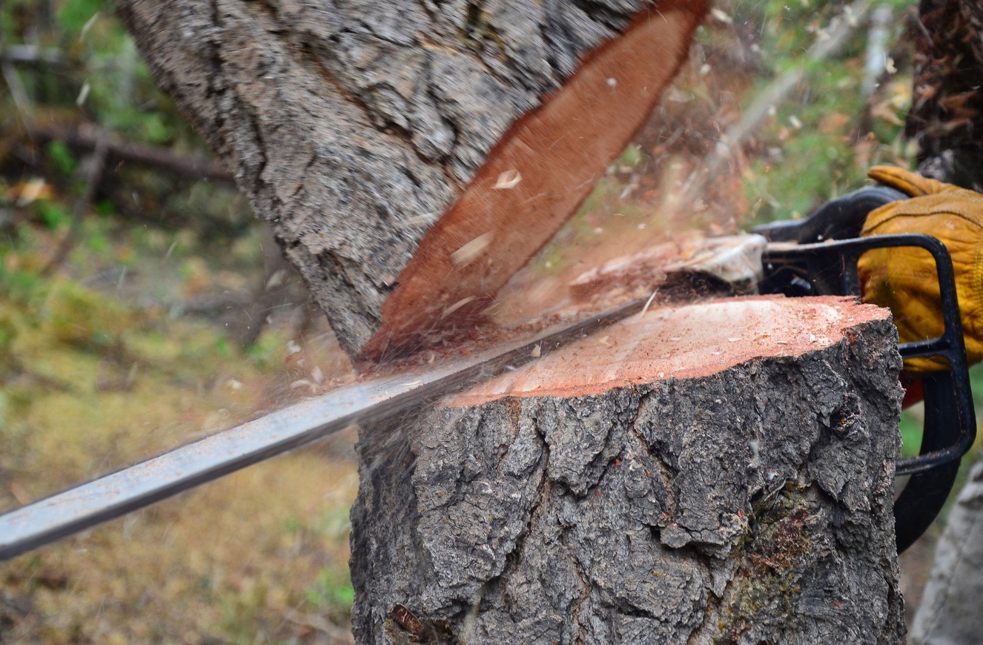 Learn More About Tree Removal Tree removal