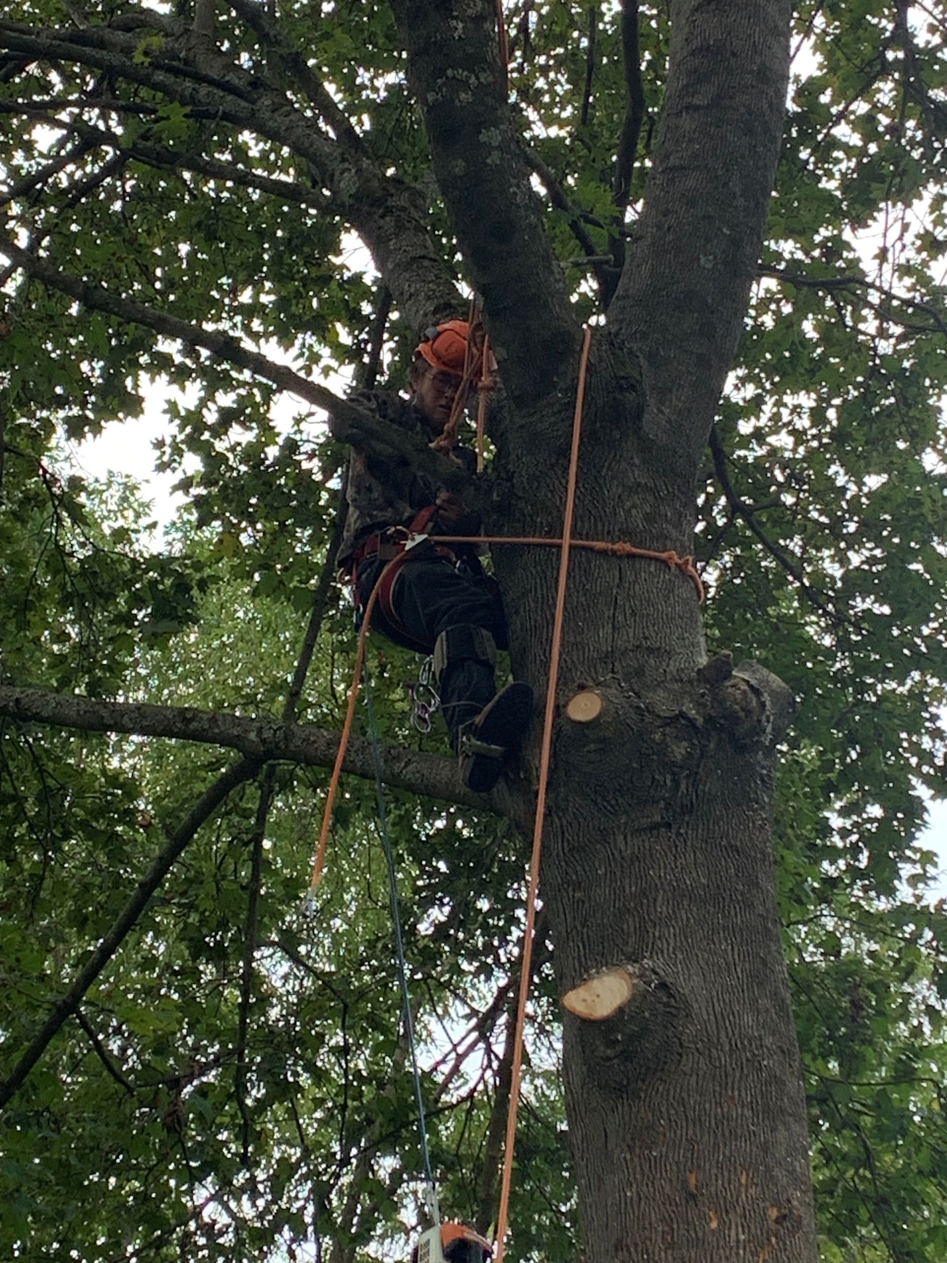 Arborist in tree, cutting branches with saw, secured by ropes.