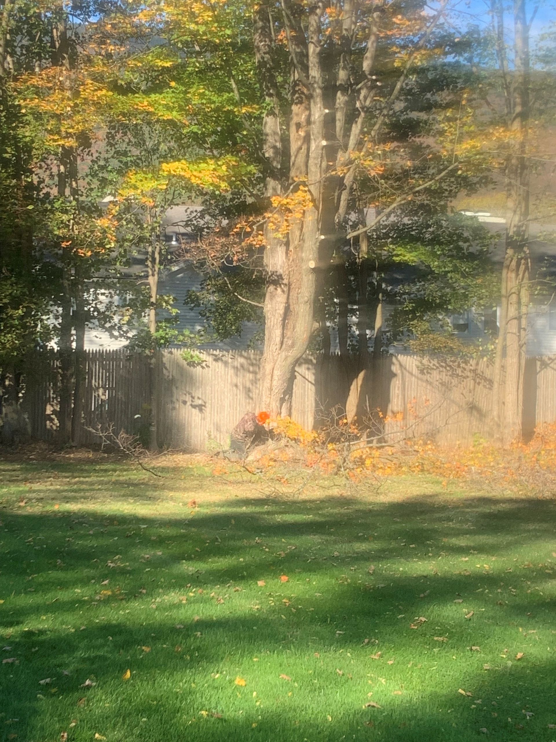 Green lawn with fallen leaves; person raking leaves near a large tree with colorful foliage.