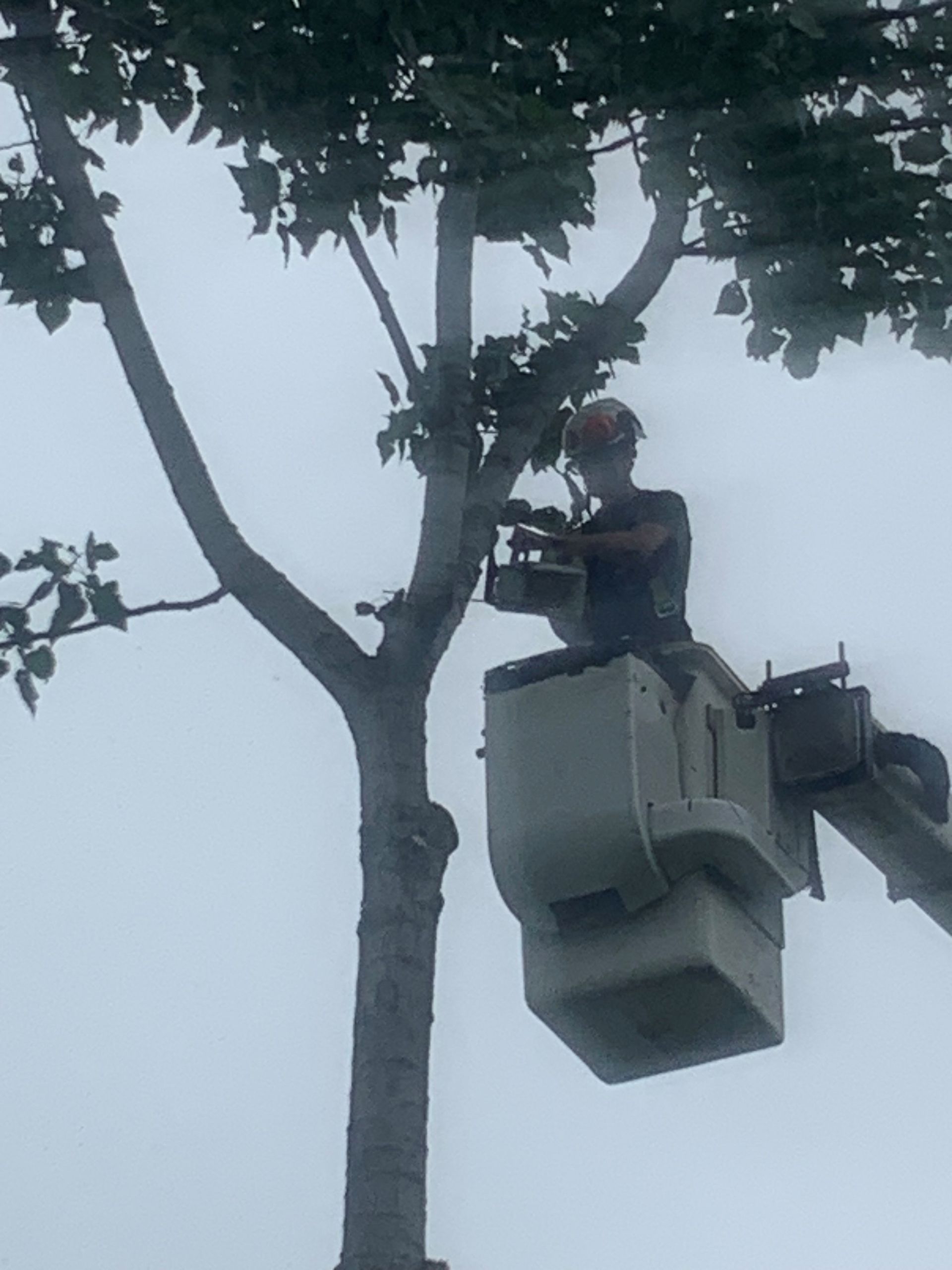 Man in bucket lift, trimming tree branches against a cloudy sky.