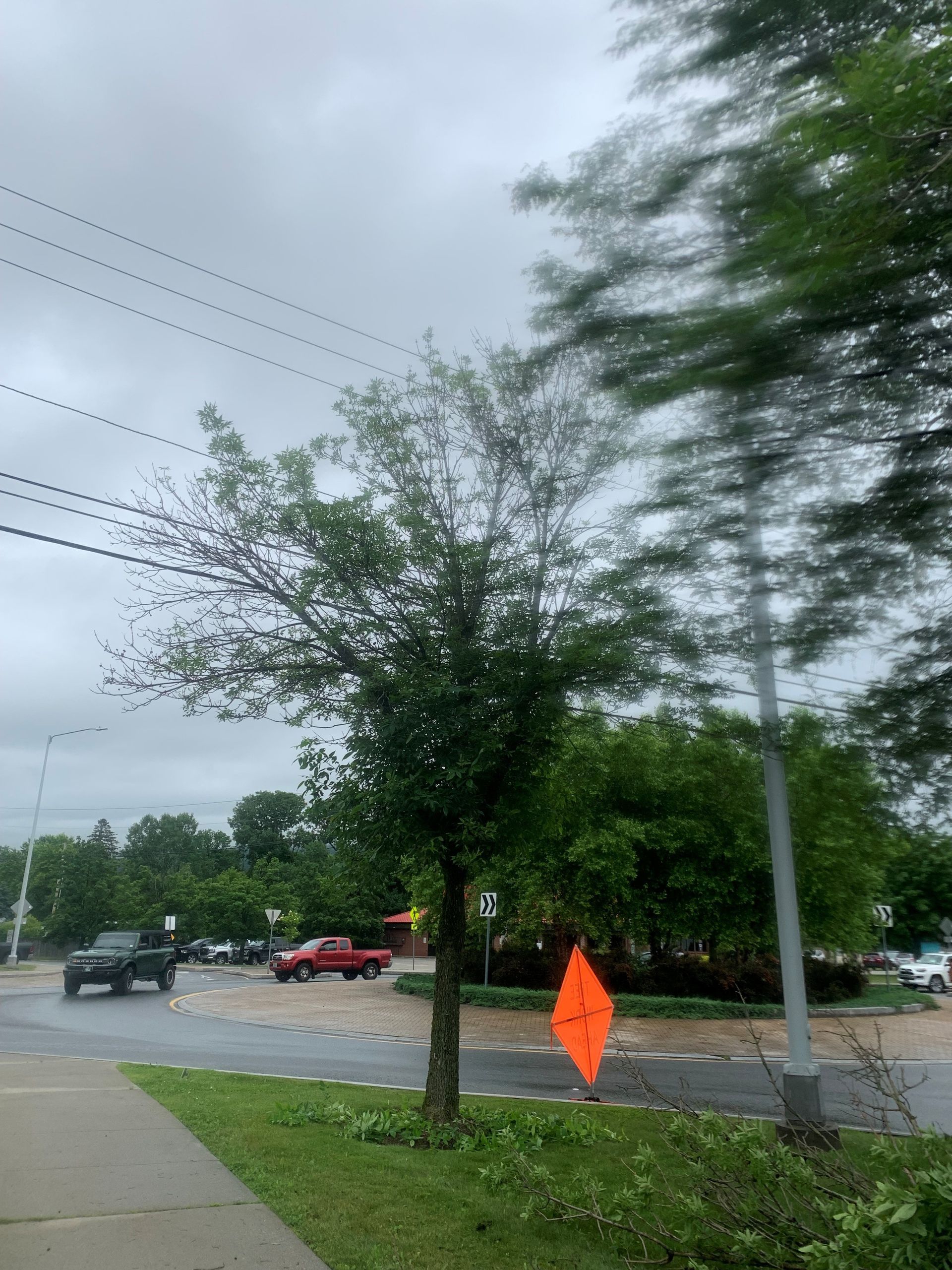 Tree on a sidewalk by a flooded street with a car and an orange warning sign; overcast sky.