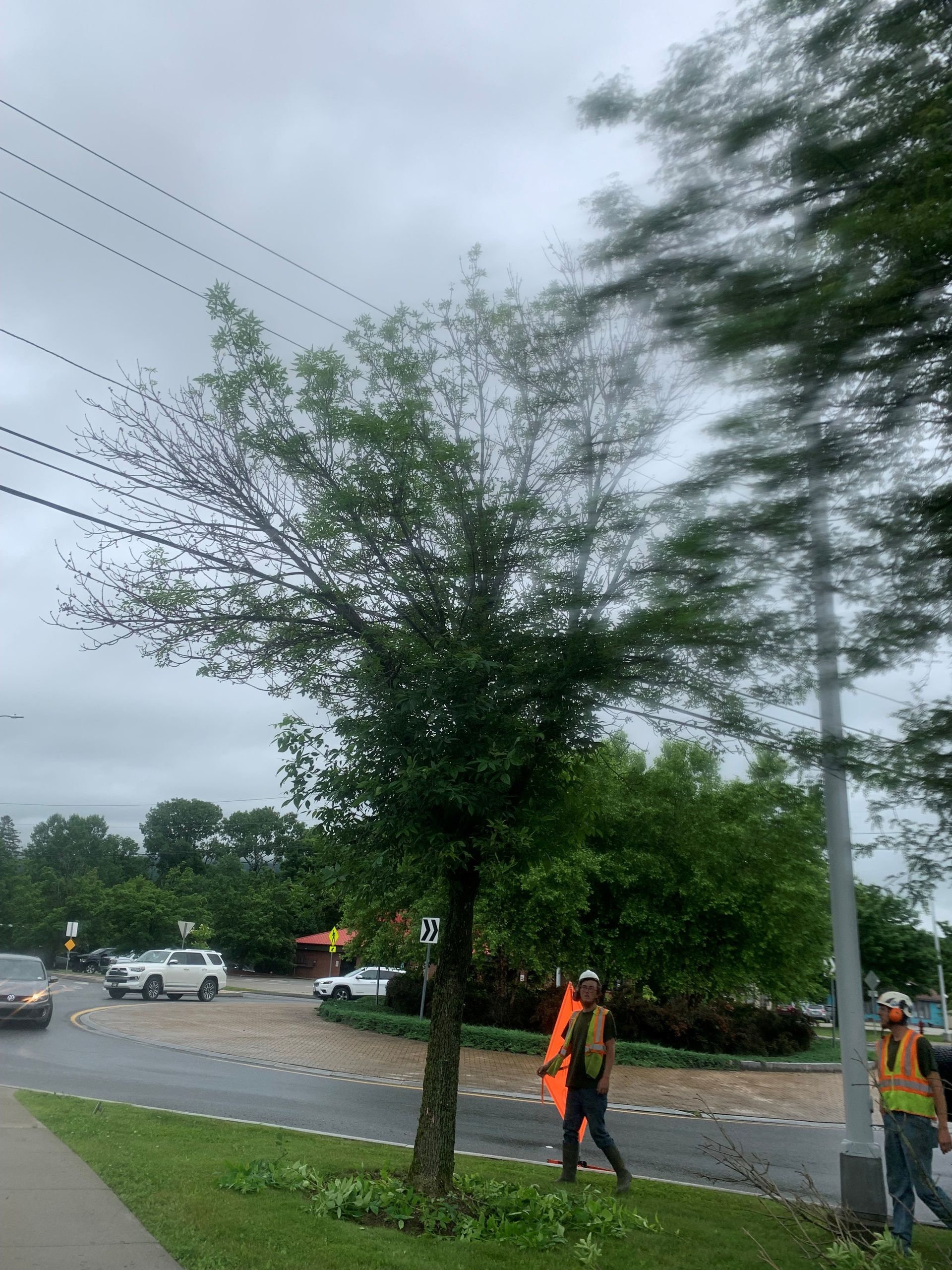 Tree next to a road, partially dead branches. Workers in vests. Overcast day.