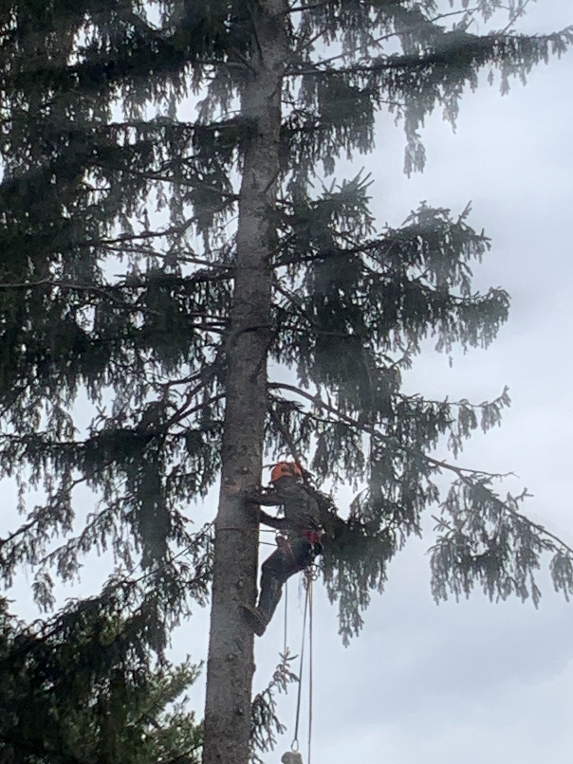 Arborist in safety gear, climbing a tall conifer tree against a cloudy sky.