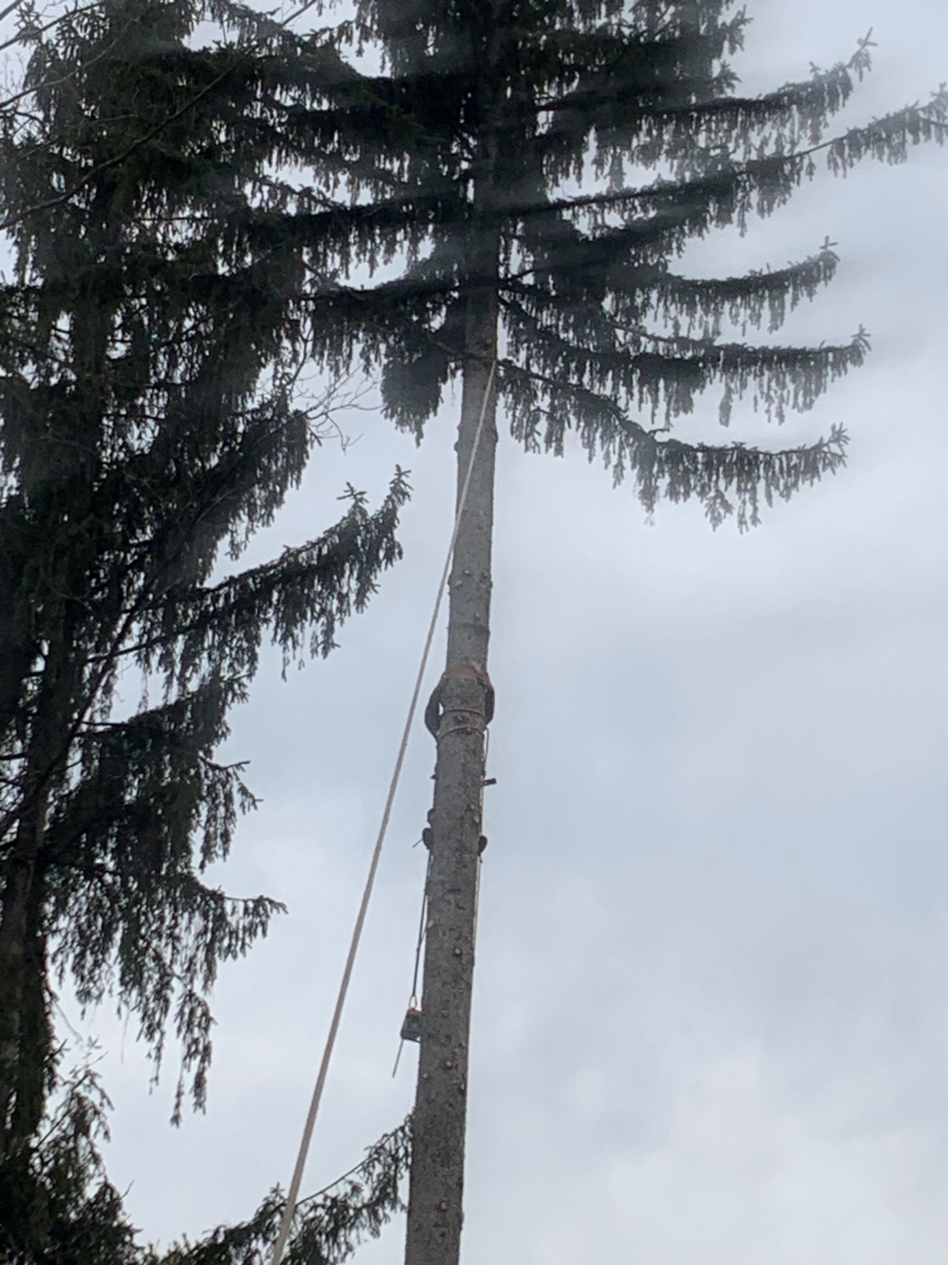 Arborist in a tall evergreen tree, cutting branches with a rope. Overcast sky.