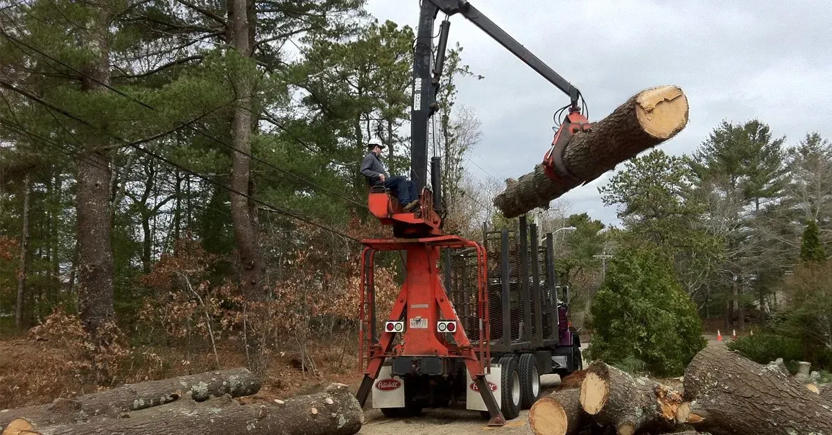 Tree Removal