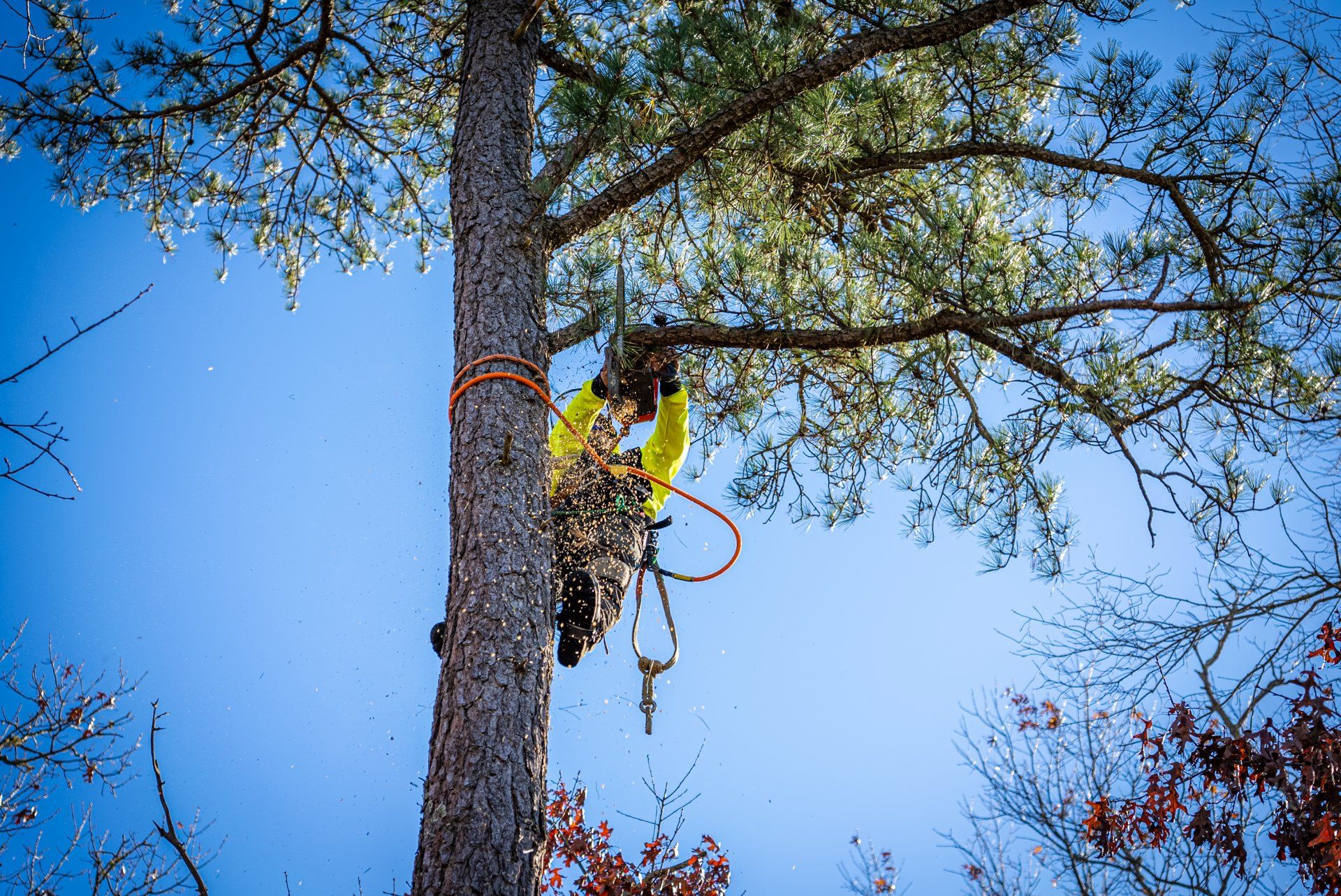 Tree trimming and pruning