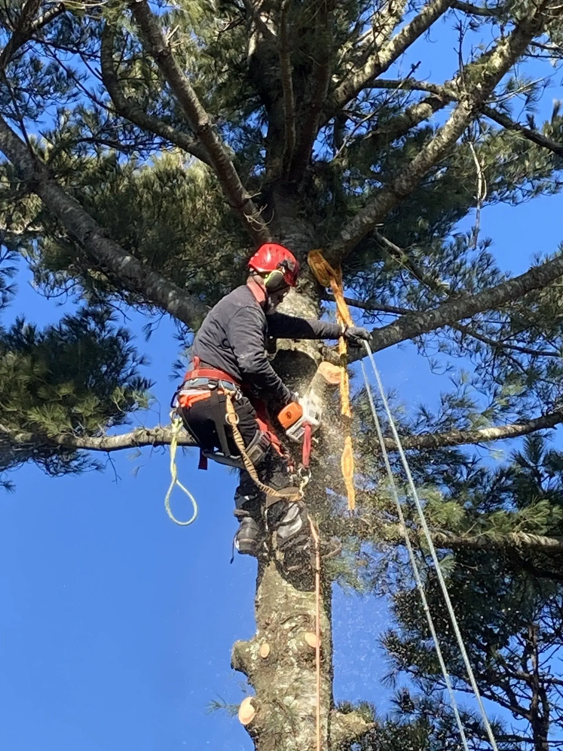 Tree Removal