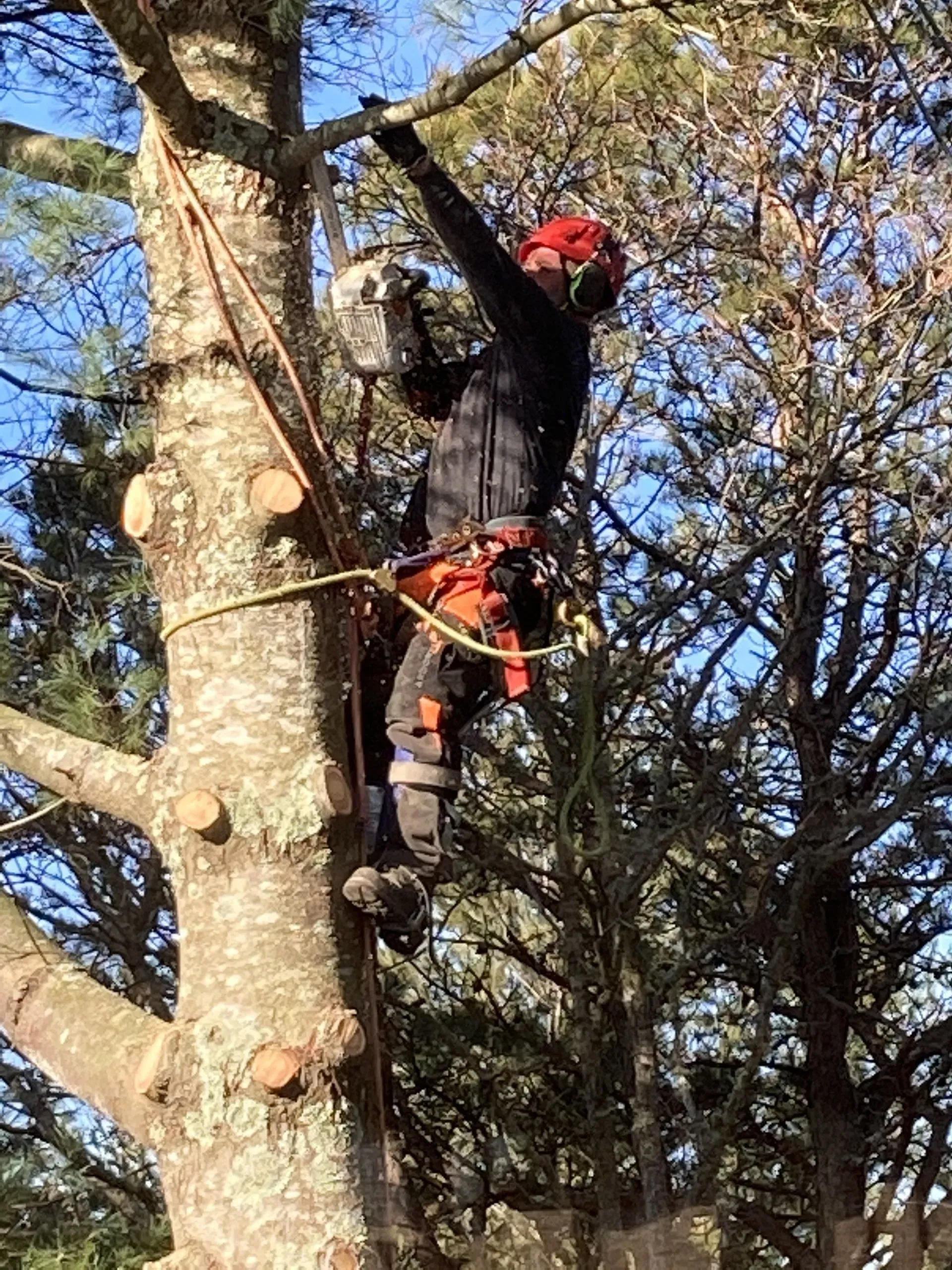 Tree Removal