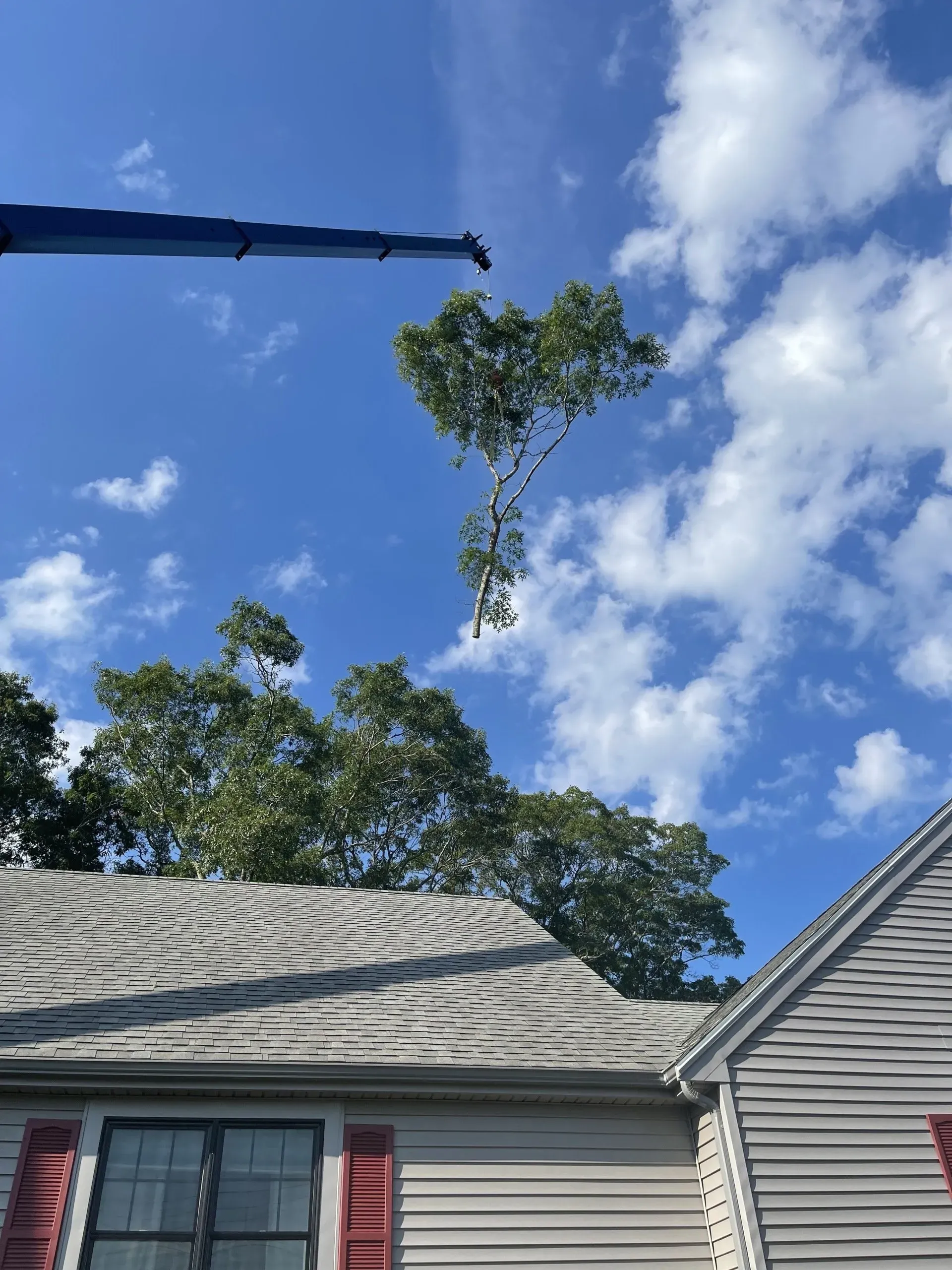 Tree Removal
