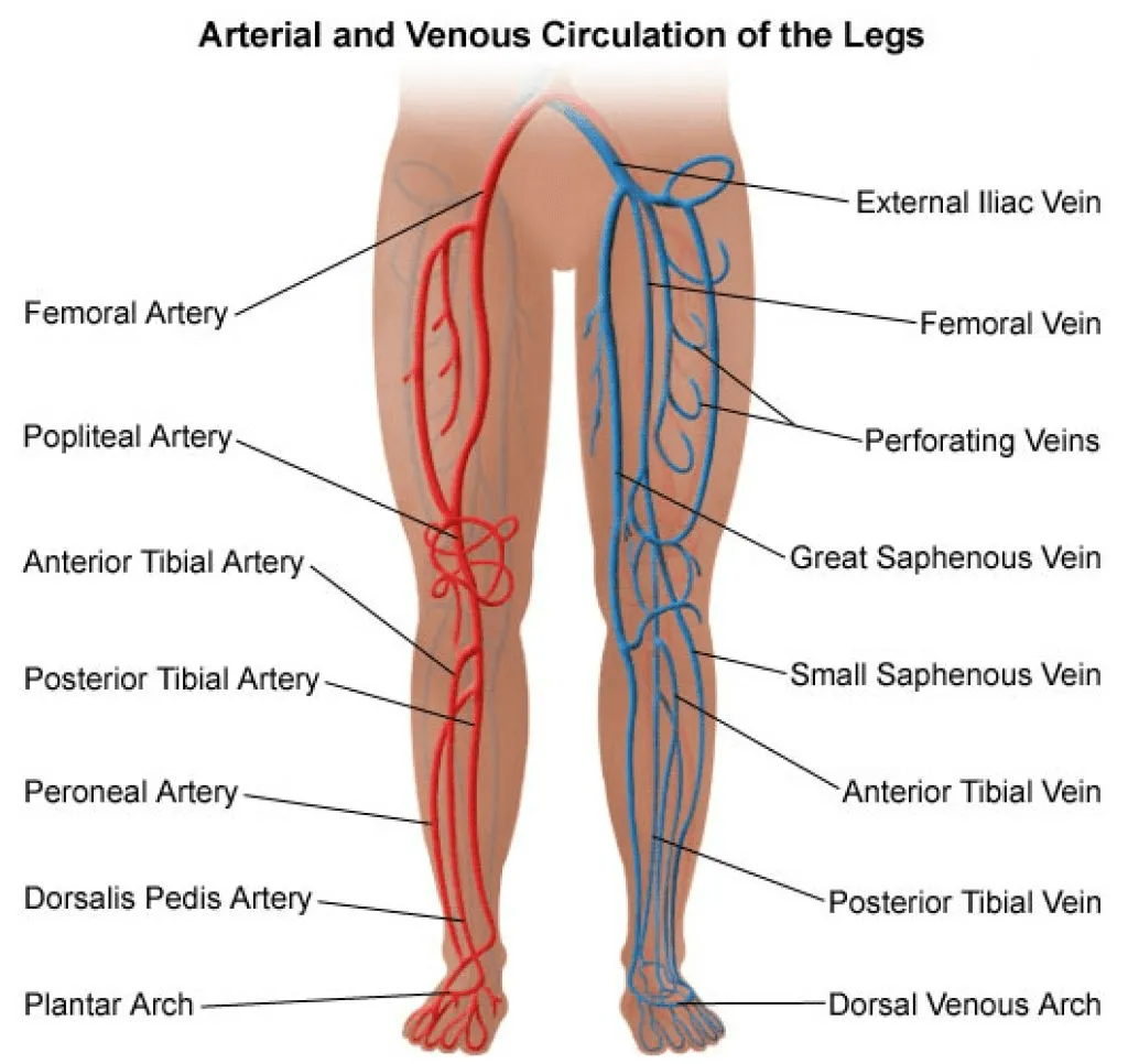 Arterial and venous circulation of the legs