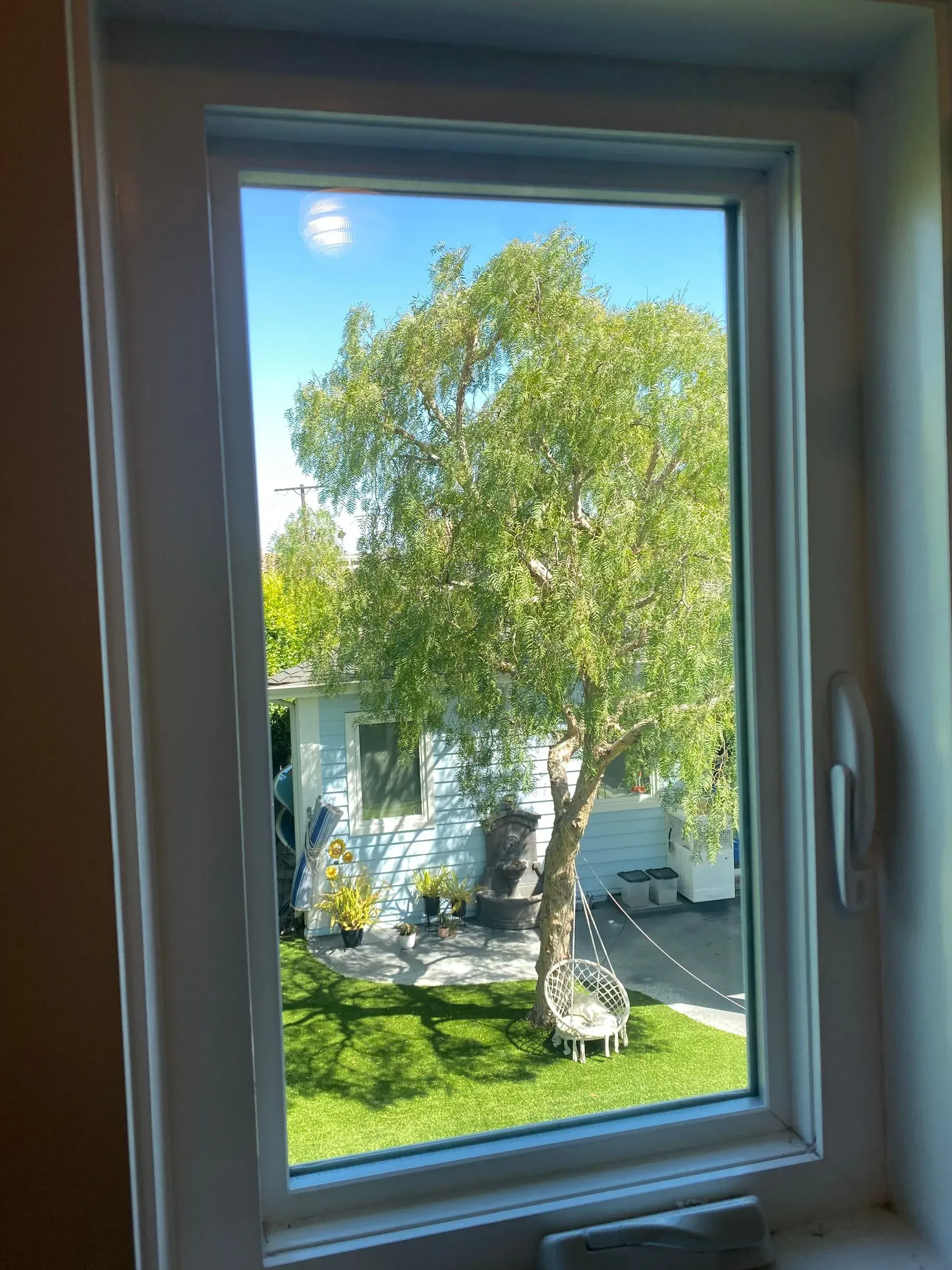 A vibrant tree framed by a window, with a grassy backyard and blue sky visible outside.