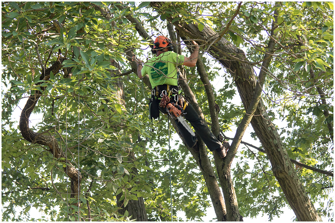 Arborist climbing tree